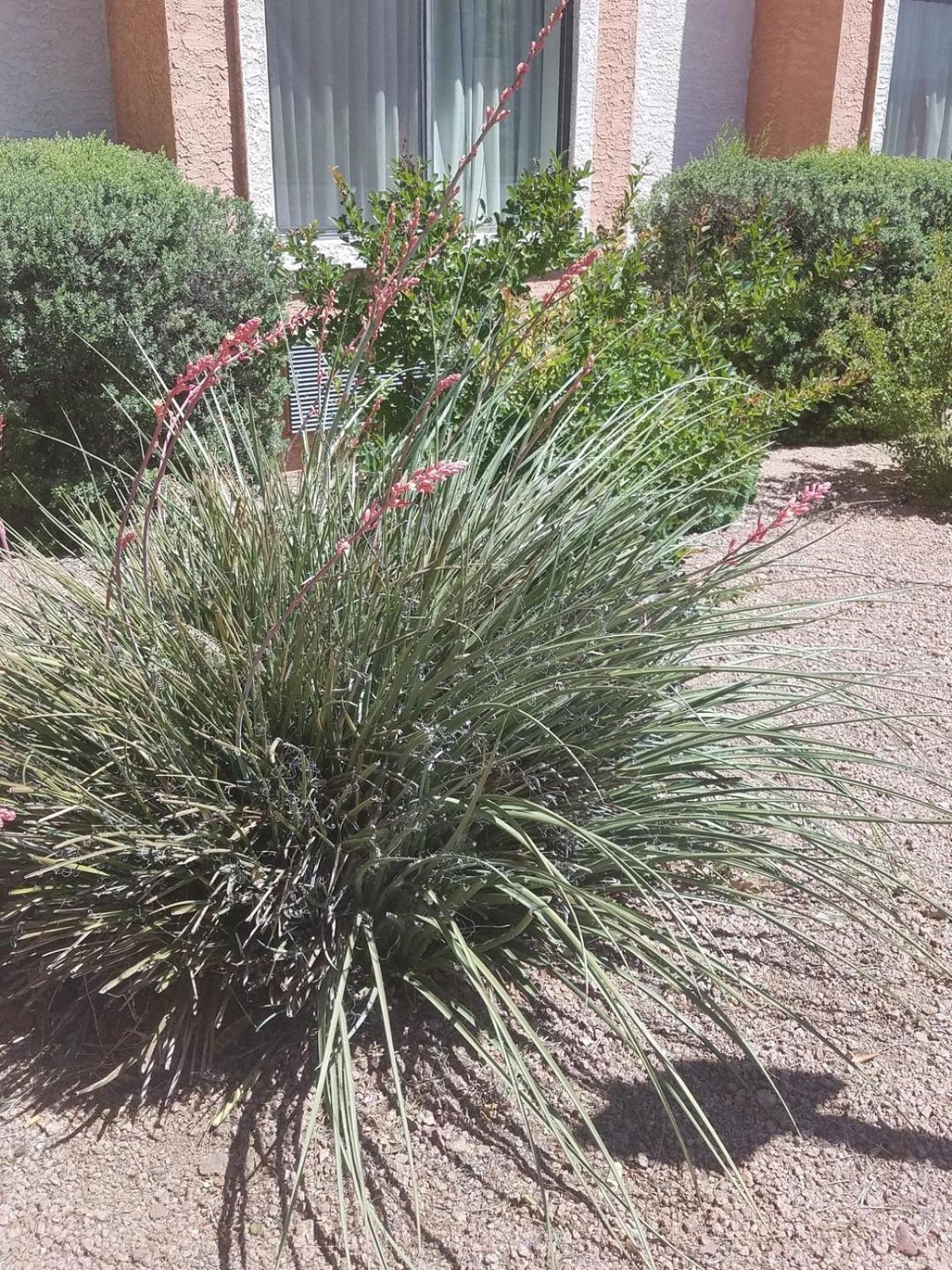 Days Inn By Wyndham Camp Verde Arizona Luaran gambar