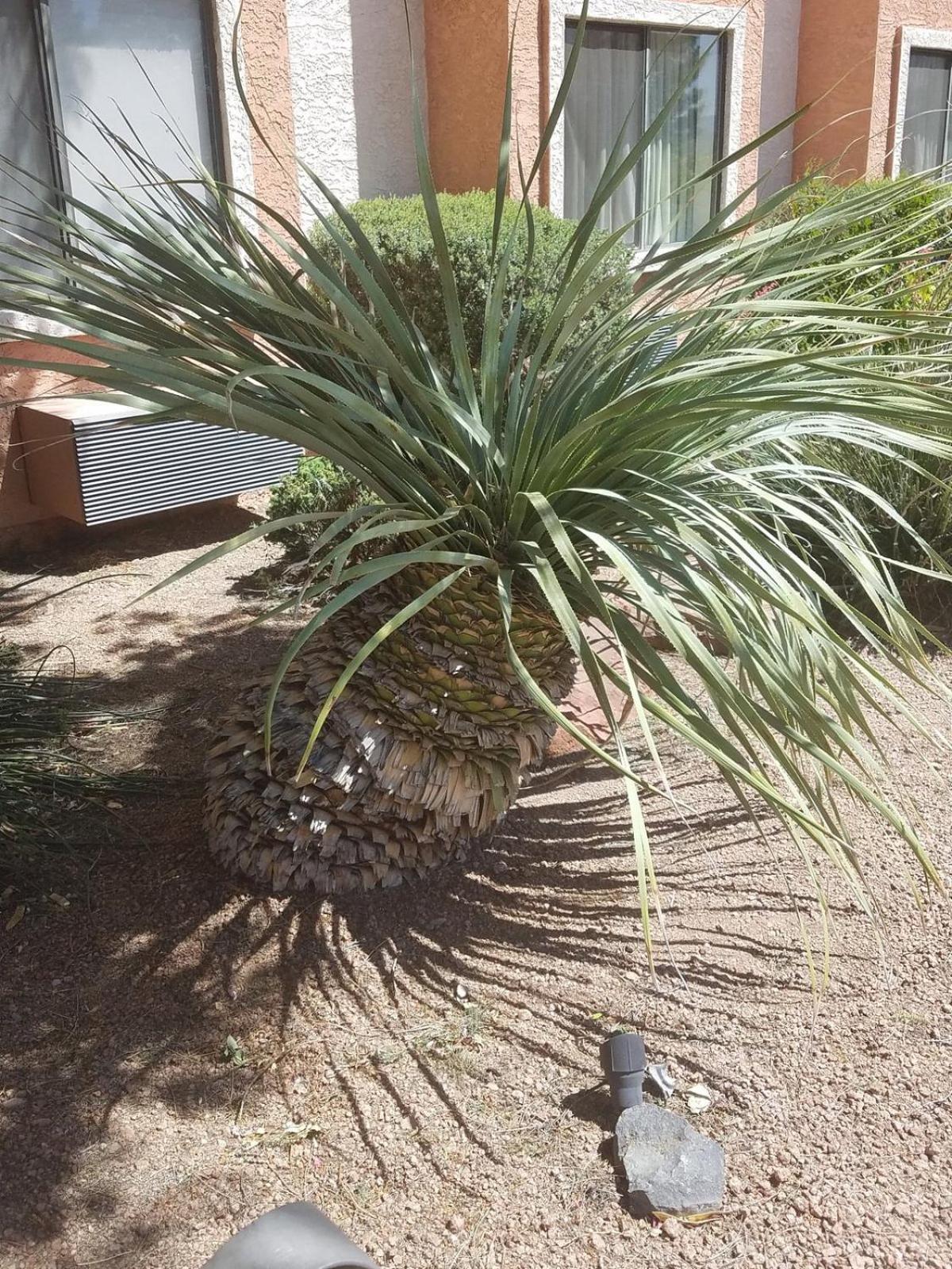 Days Inn By Wyndham Camp Verde Arizona Luaran gambar